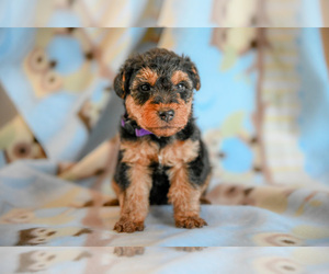 Welsh Terrier Puppy for sale in DENMARK, SC, USA