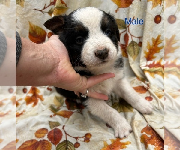 Medium Photo #3 Australian Shepherd Puppy For Sale in COTOPAXI, CO, USA
