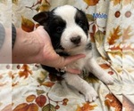 Small Photo #24 Australian Shepherd Puppy For Sale in COTOPAXI, CO, USA