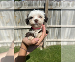 Small #2 Havanese