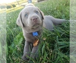 Small Photo #4 Labrador Retriever Puppy For Sale in DIETERICH, IL, USA