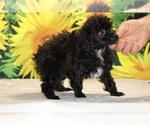Jasper - Male Poodle (Toy) Puppy for Sale - Photo #10