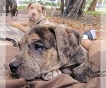 Small Photo #9 Catahoula Bulldog Puppy For Sale in MIAMI BEACH, FL, USA