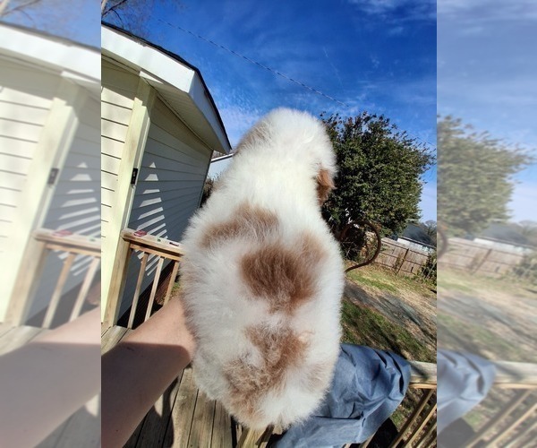 Medium Photo #24 Goldendoodle (Miniature) Puppy For Sale in GASTONIA, NC, USA