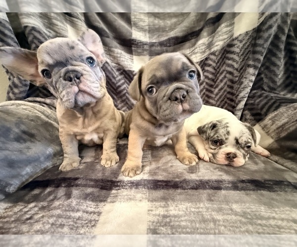 Medium Photo #1 French Bulldog Puppy For Sale in MCMINNVILLE, OR, USA