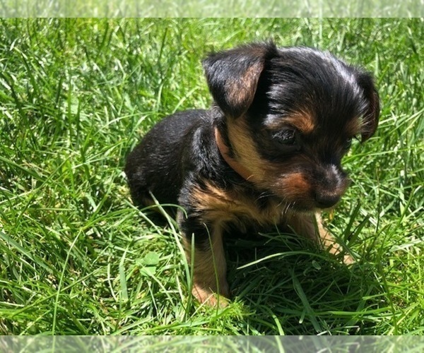 Medium Photo #11 Silkshire Terrier-Yorkshire Terrier Mix Puppy For Sale in VOLUNTOWN, CT, USA