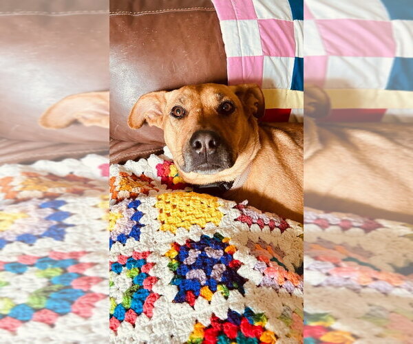 Medium Photo #6 Mutt Puppy For Sale in Boston, MA, USA