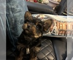 Small #15 Yorkshire Terrier
