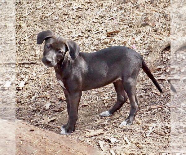 Medium Photo #6 Border Collie-Unknown Mix Puppy For Sale in San Diego, CA, USA