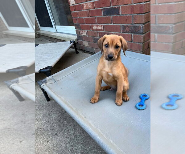 Medium Photo #4 Doxle Puppy For Sale in Aurora, IN, USA