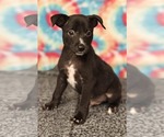 Small #2 Mutt