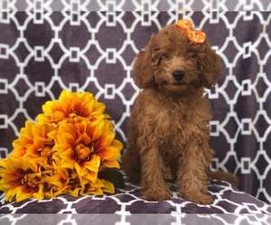 Cavapoo-Poodle (Miniature) Mix Puppy for sale in LAKELAND, FL, USA