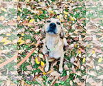 Small #4 Black Mouth Cur-Labrador Retriever Mix