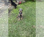 Small Photo #11 Doberman Pinscher Puppy For Sale in CAMPTON, KY, USA