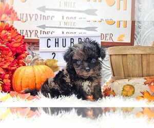 Aussiedoodle Miniature  Puppy for sale in COLLEGE STA, TX, USA