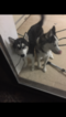 Small Photo #1 Siberian Husky Puppy For Sale in WATCHUNG, NJ, USA