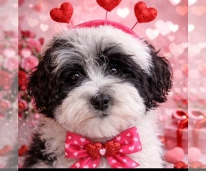 Havanese Puppy for Sale in LIVONIA, Michigan USA
