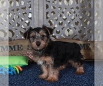 Small #1 Yorkshire Terrier