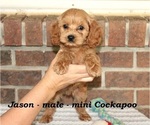 Small #3 Cockapoo