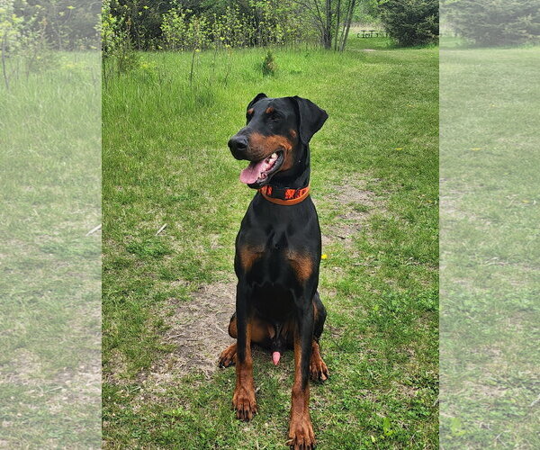Medium Photo #3 Doberman Pinscher Puppy For Sale in Buffalo, MN, USA