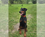 Small #2 Doberman Pinscher