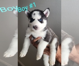 Alaskan Husky Puppy for sale in PHOENIX, AZ, USA