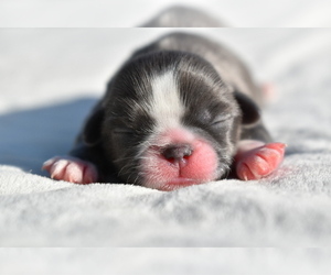 Shih Tzu Puppy for sale in PALM COAST, FL, USA