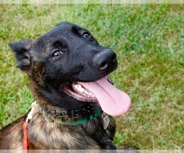 Medium Photo #4 Dutch Shepherd Dog Puppy For Sale in CHARLESTON, WV, USA