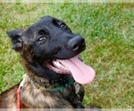 Small Photo #4 Dutch Shepherd Dog Puppy For Sale in CHARLESTON, WV, USA
