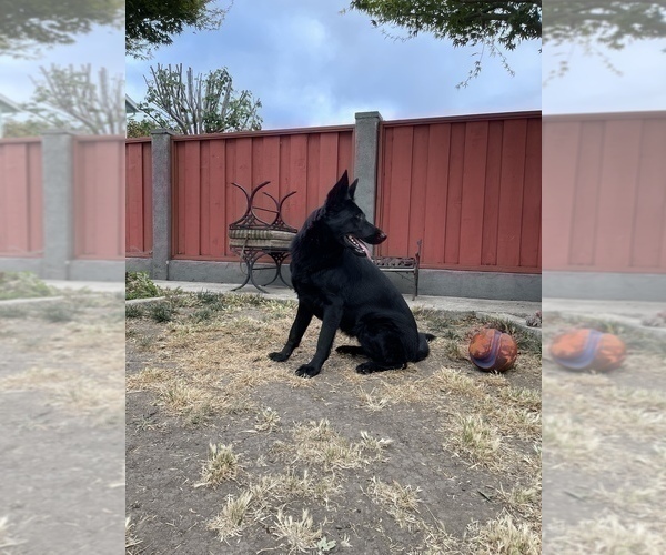 Medium Photo #32 German Shepherd Dog Puppy For Sale in HAYWARD, CA, USA