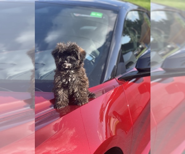 Medium Photo #3 ShihPoo Puppy For Sale in TAMPA, FL, USA