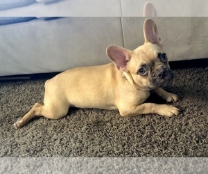 French Bulldog Puppy for sale in CHICAGO, IL, USA
