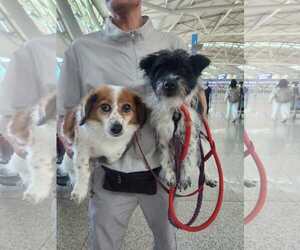 Cavalier King Charles Spaniel-Unknown Mix Dogs for adoption in Agoura Hills, CA, USA