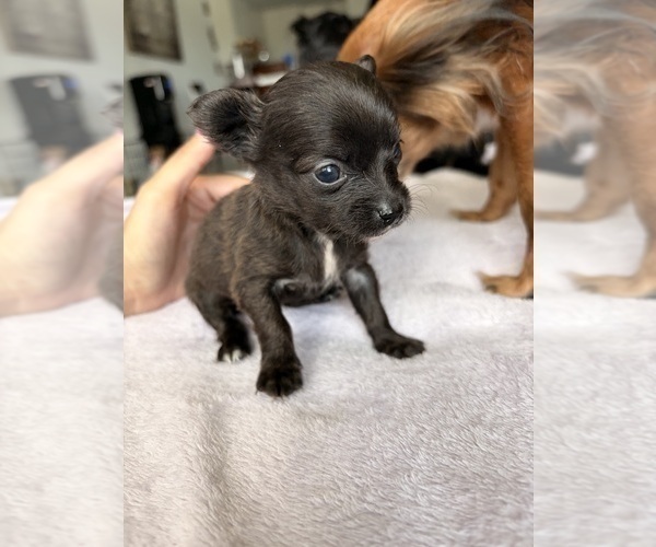 Medium Photo #29 Chihuahua Puppy For Sale in SAN ANTONIO, TX, USA