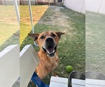 Small #4 Carolina Dog Mix