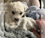 Small Photo #1 Bichon Frise Puppy For Sale in SUGAR LAND, TX, USA