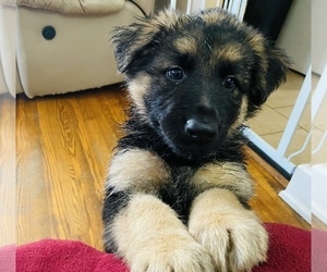 Medium German Shepherd Dog