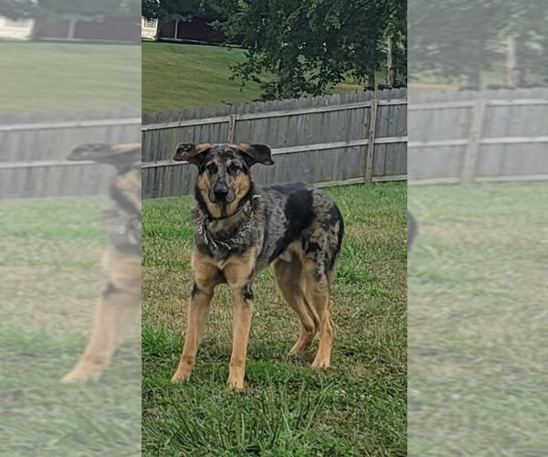 Medium Photo #3 Australian Shepherd-German Shepherd Dog Mix Puppy For Sale in Aurora, IN, USA