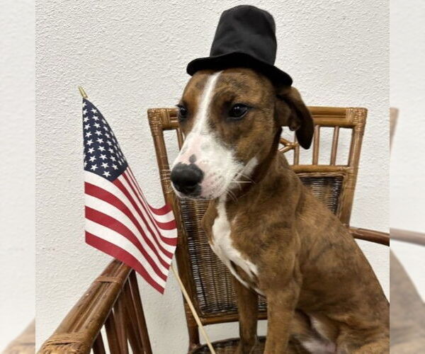 Medium Photo #2 Mutt Puppy For Sale in Denton, TX, USA