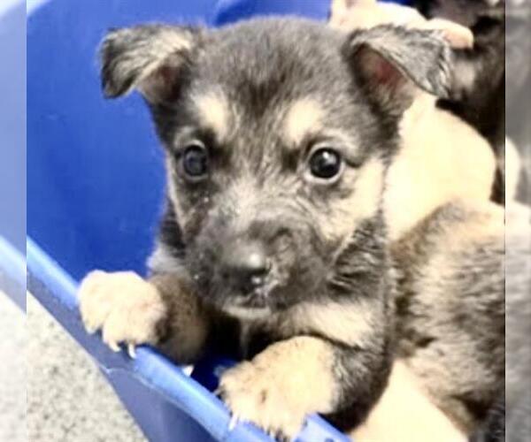 Medium Photo #2 Shepradors Puppy For Sale in Houston, TX, USA