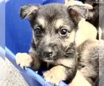Small #1 Shepradors
