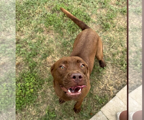 Medium Photo #5 Coonhound-Labrador Retriever Mix Puppy For Sale in Houston, TX, USA