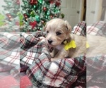 Small #2 Maltipoo