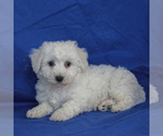 Small Photo #3 Bichon Frise Puppy For Sale in GORDONVILLE, PA, USA
