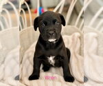 Small American Bulldog-American Staffordshire Terrier Mix