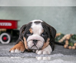 Small Photo #7 Victorian Bulldog Puppy For Sale in MILLERSBURG, IN, USA