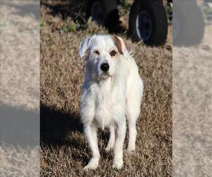 Parson Russell Terrier Dogs for adoption in Grovetown, GA, USA