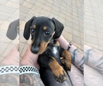 Puppy Puppy 2 Dachshund