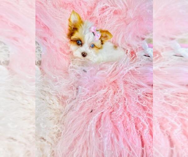 Medium Photo #3 Yorkshire Terrier Puppy For Sale in TAMPA, FL, USA