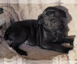 Small #11 Cane Corso